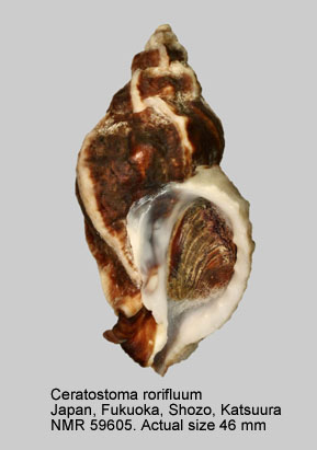 Ceratostoma rorifluum.jpg - Ceratostoma rorifluum (Adams & Reeve,1849)